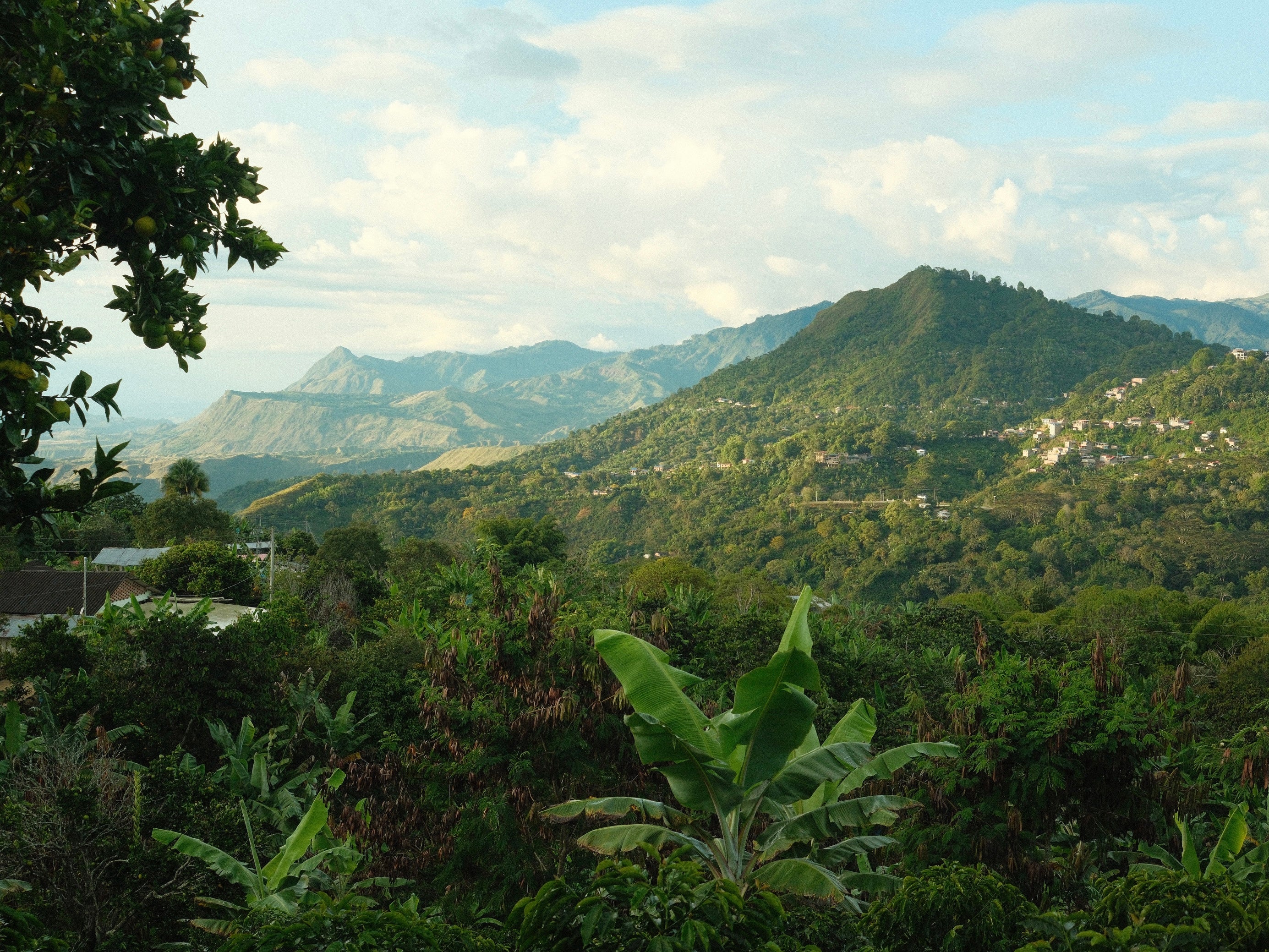 Finca La Indonesia